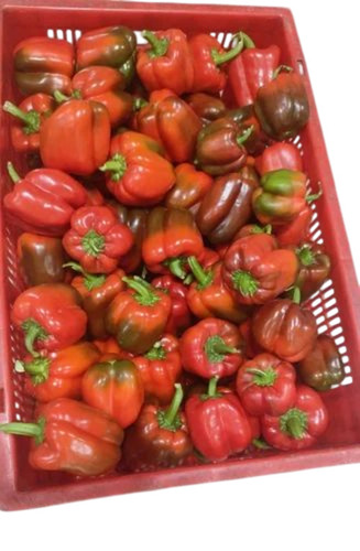 Red Capsicum