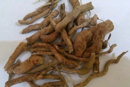 Indravaruni Root
