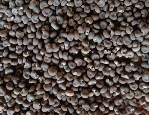 Seeds