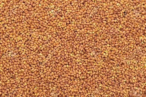 Kalmegh Plant Seed