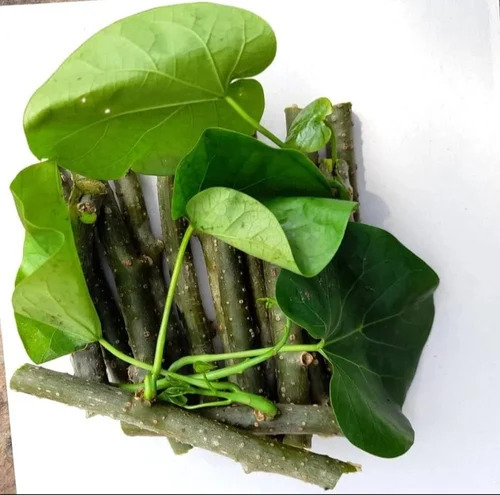 Organic Giloy Stick