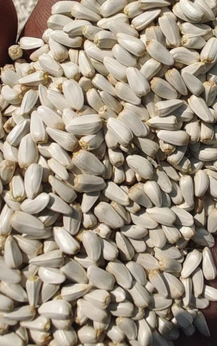 Organic Safflower Seeds