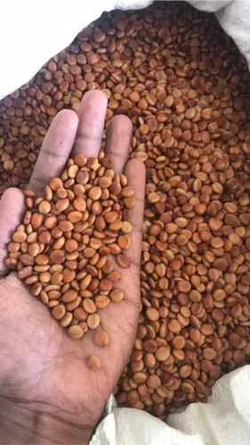 Raw Amaltas Seed