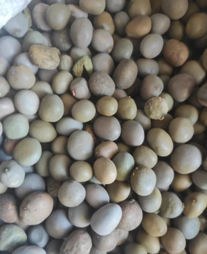 Sagar Gota Seed