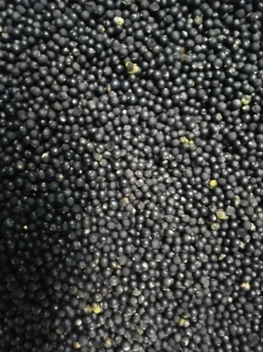 Shatavari Seeds Yellow
