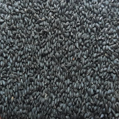 Tulsi Seeds