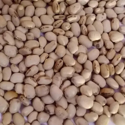 White Kaunch Seed