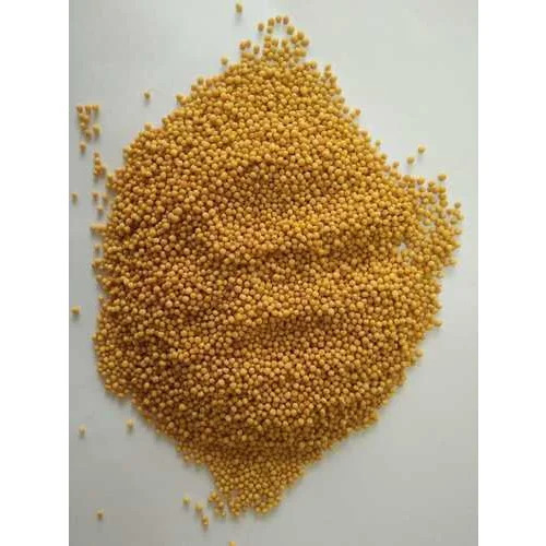 Yellow Mustard Seed