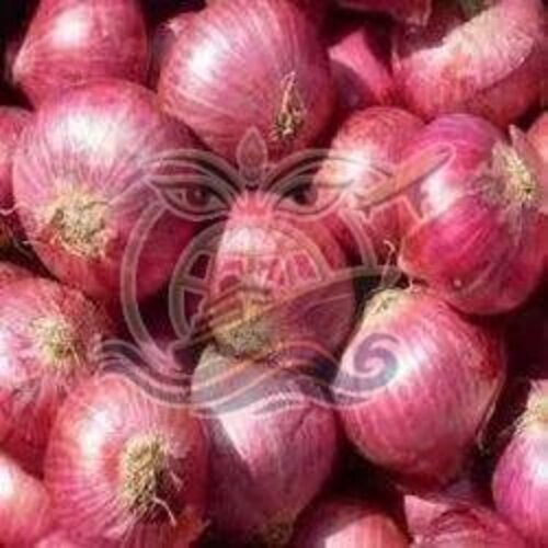Export Quality Red Onion