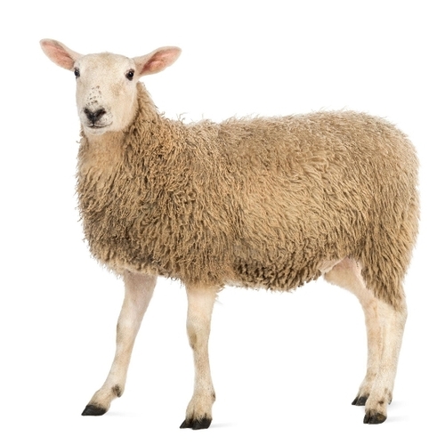 Fast Growth Rate Sheep