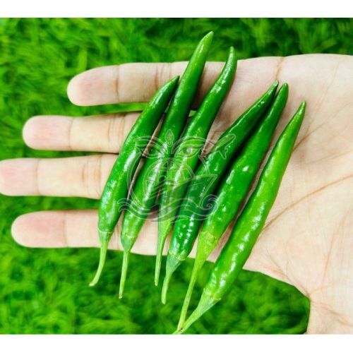 G4 Green Chilli