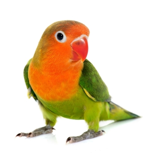 Hand-Raised Live Pet Birds