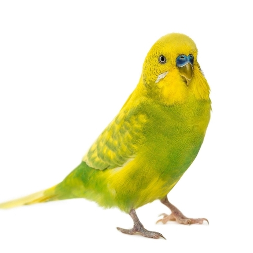 Healthy Exotic Pet Birds