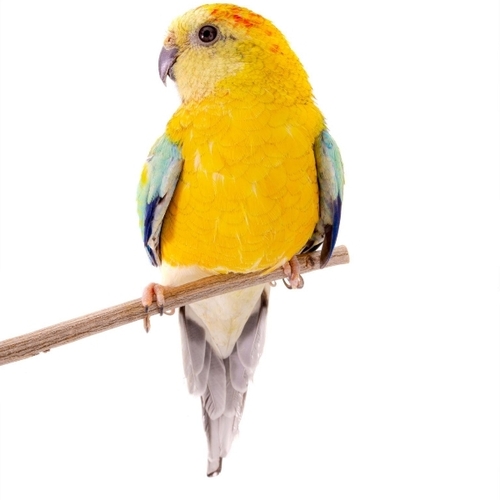 Premium Companion Pet Birds