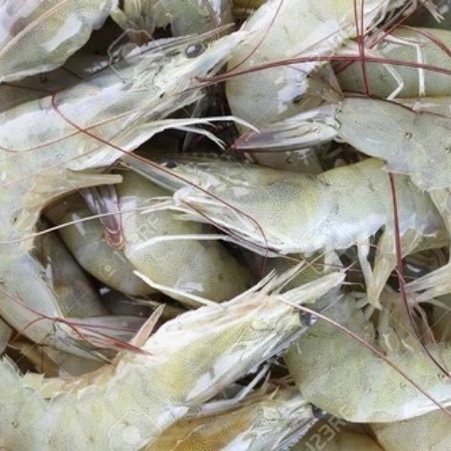 Frozen Vannamei Prawns