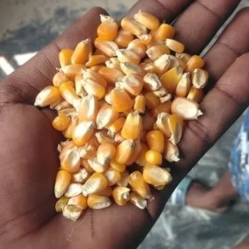Maize