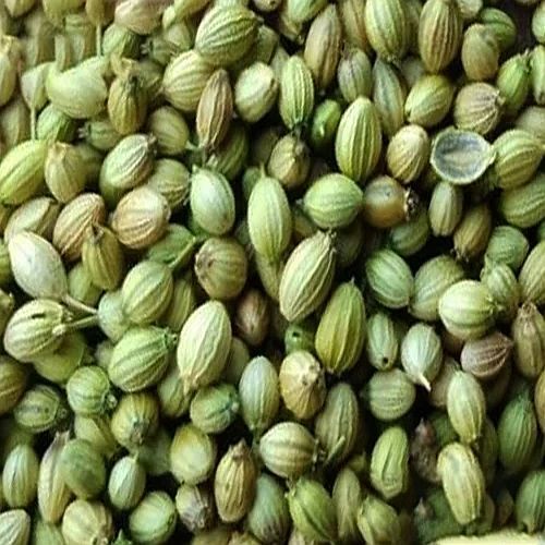 Green Coriander Seeds
