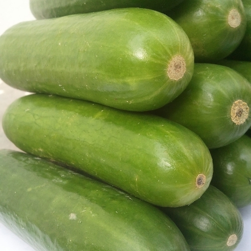 Green Cucumber
