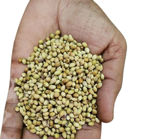 Coriander Seed