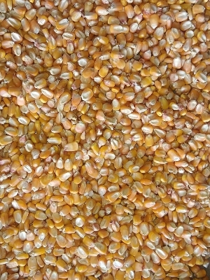 Yellow Maize - Broken Ratio (%): 5