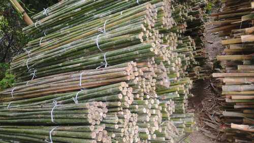 7 feet Poor Bamboo