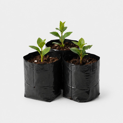 Nursery Grow Bags With Seedlings - Product Type: Agricultural Multi-Span Greenhouse