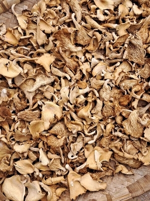 Oyster Mushroom Dried - Color: Brown Cream