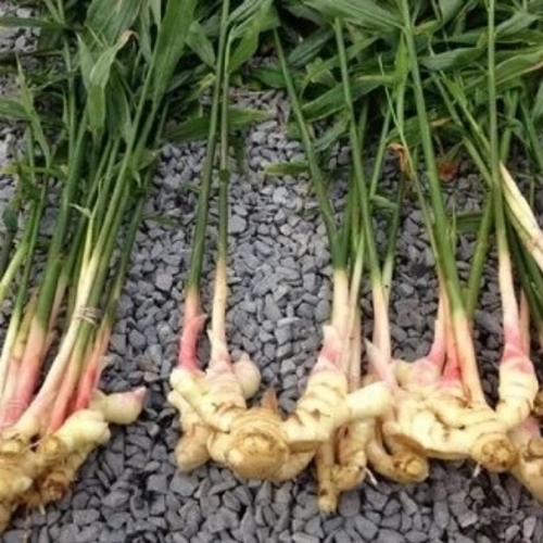 Fresh Ginger Root By Taraka Enterprises
