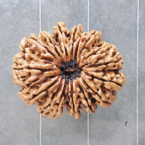 Brown 15 Mukhi Rudraksha Beads