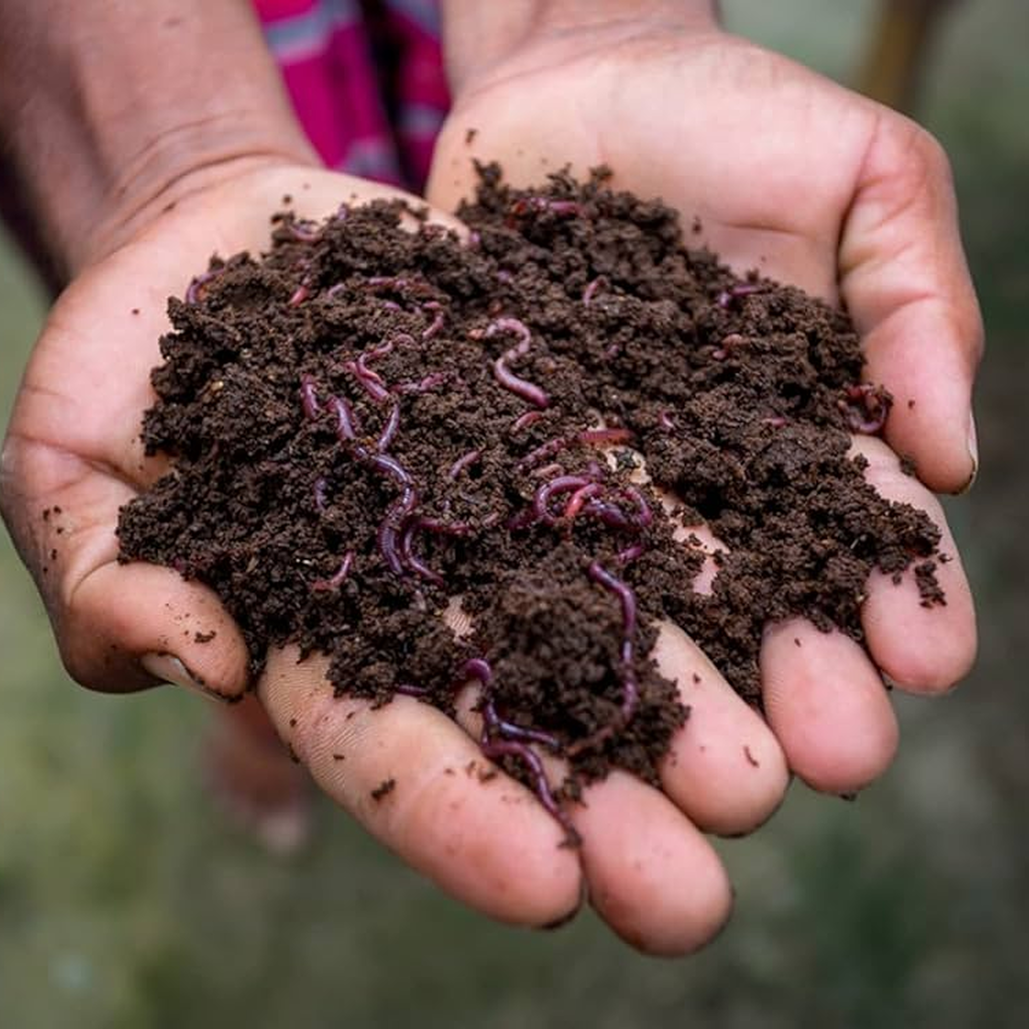 Cow Dung Vermicompost - Application: Organic Fertilizer