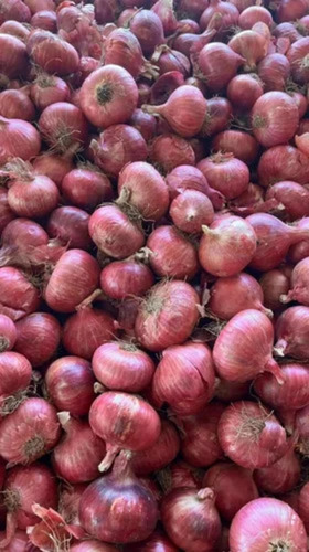 55mm Plus Red Onion