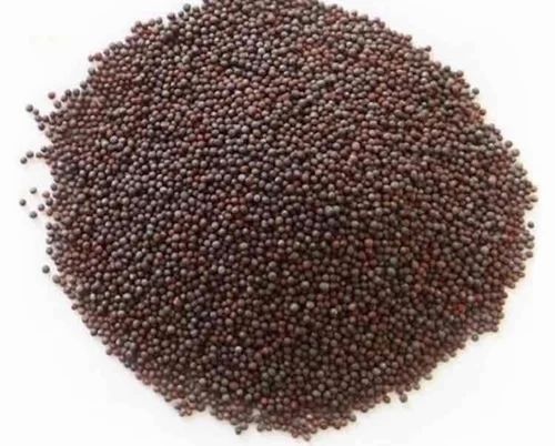 Mustard Seed