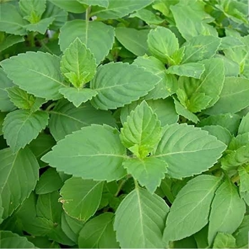Thulsi
