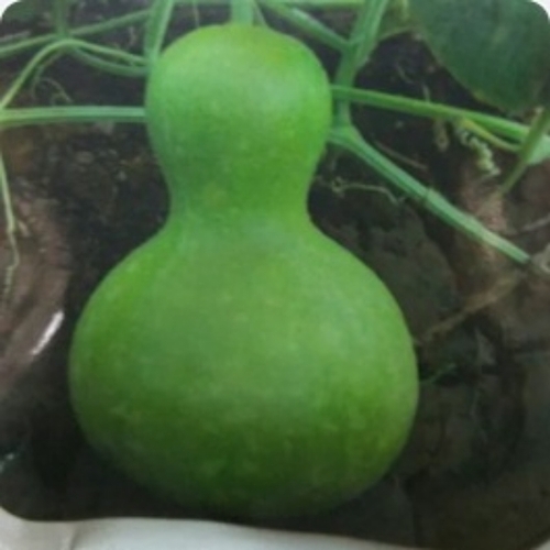 Bottle gourd round