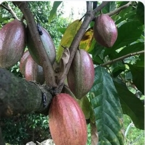 Theobroma cacao