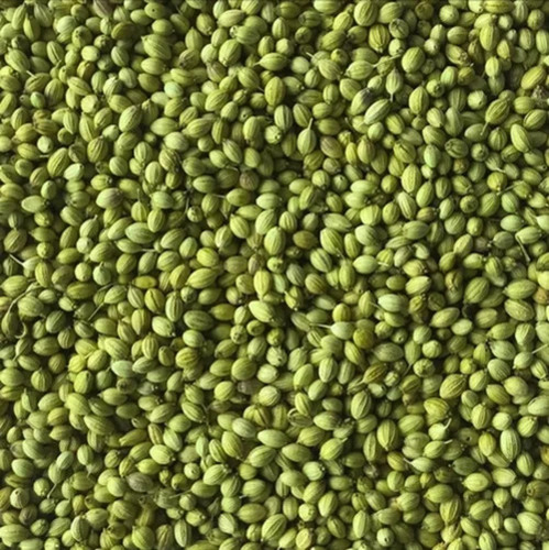 Whole Green Coriander Seed