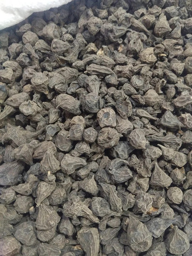 Black Nirmasi Jadwar Delphinium Denudatum Herbs