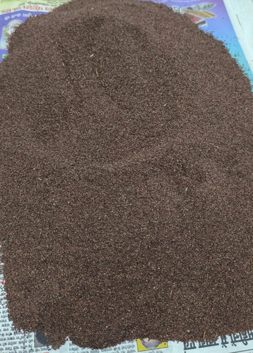 Brown Lajwanti Seed