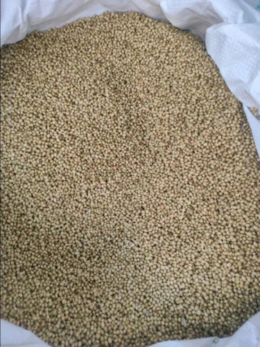 Dry Green Extra Coriander Seed