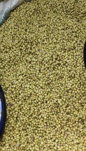 Dry Green Medium Coriander Seed