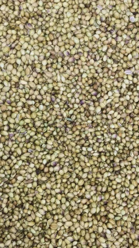Dry Green Special Coriander Seed