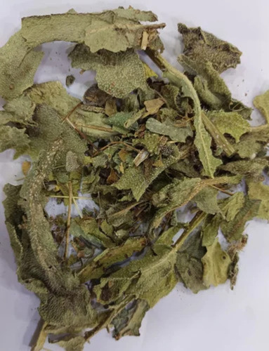Green Borago Gaozaban Leaves