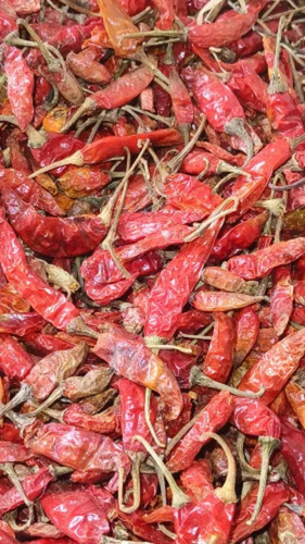 Medium Teja Dandi Red Chilli
