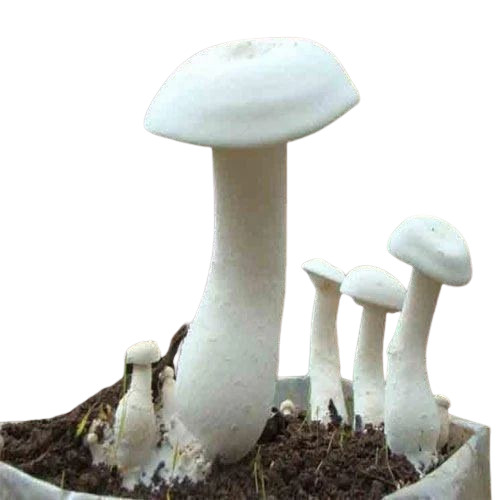 Milky Button Mushroom