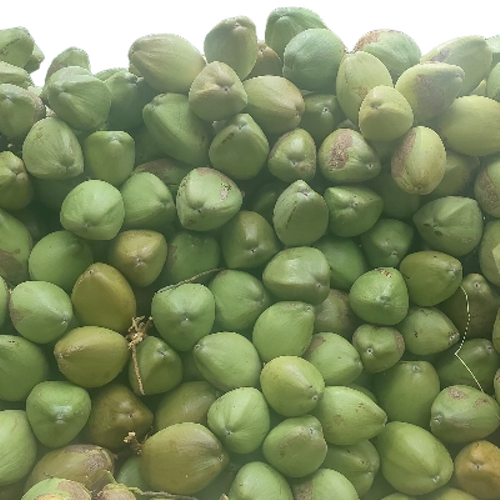 Fresh Coconut - Color: Green