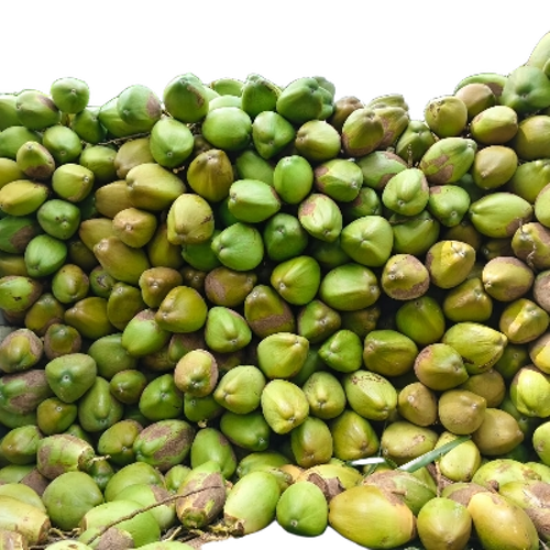 Green Coconut - Cultivation Type: Common