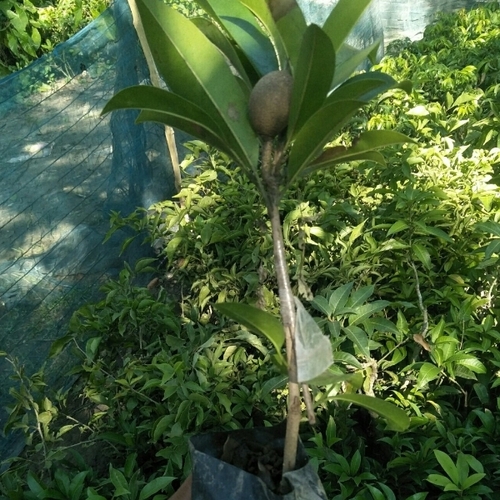 Kalapatti Chiku Plant - Color: Green