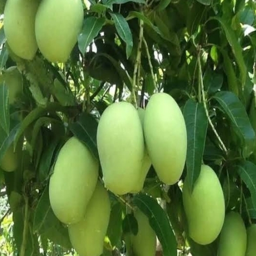 Langra Mango Plant - Color: Green