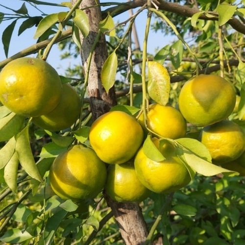Nagpur Orange Kamla Lemon Grafted Plant - Color: Green