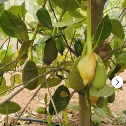 Vietnam Jackfruit Plant - Size: Various Sizes Are Available